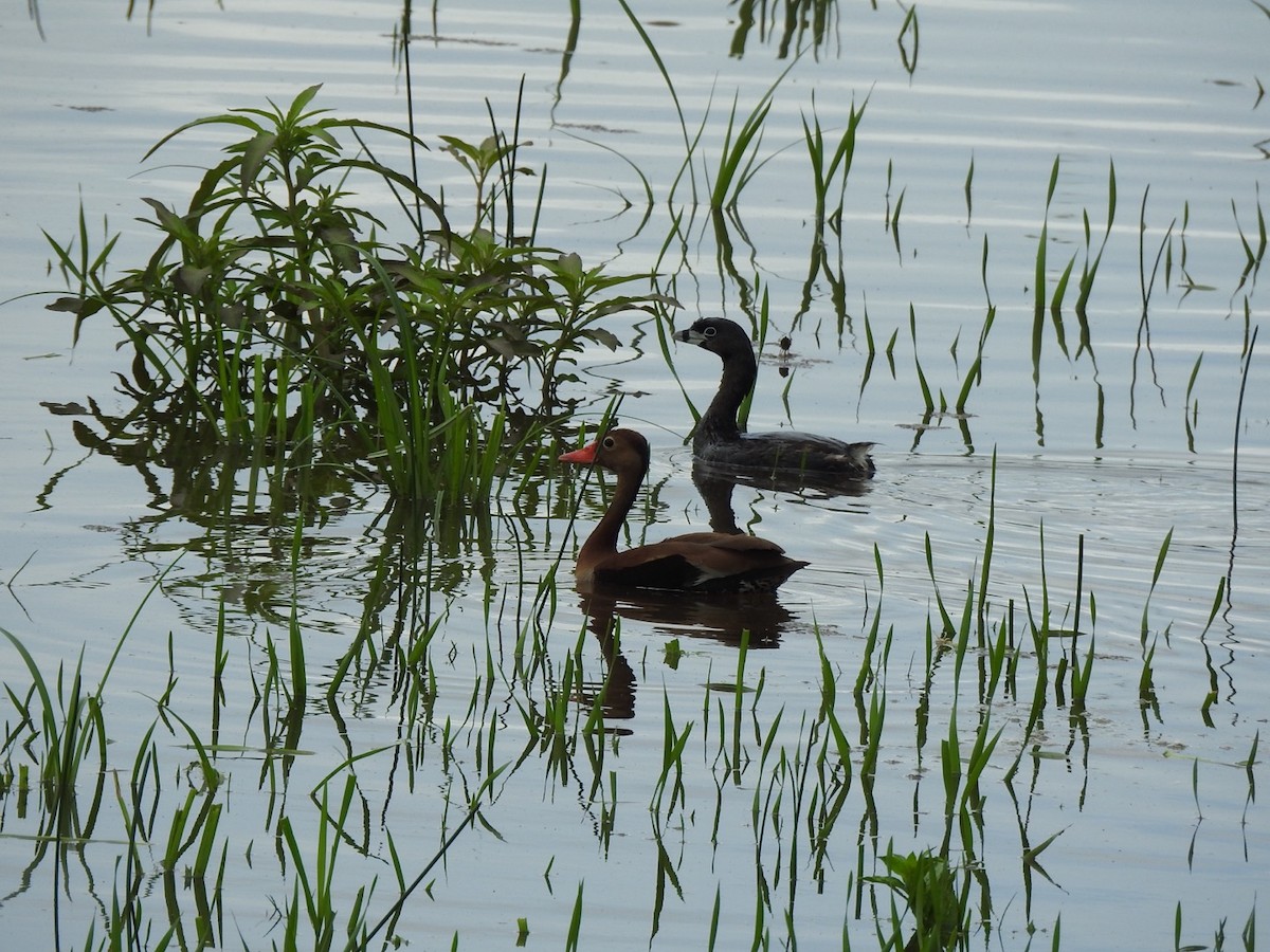 Black-bellied Whistling-Duck - ML647234867