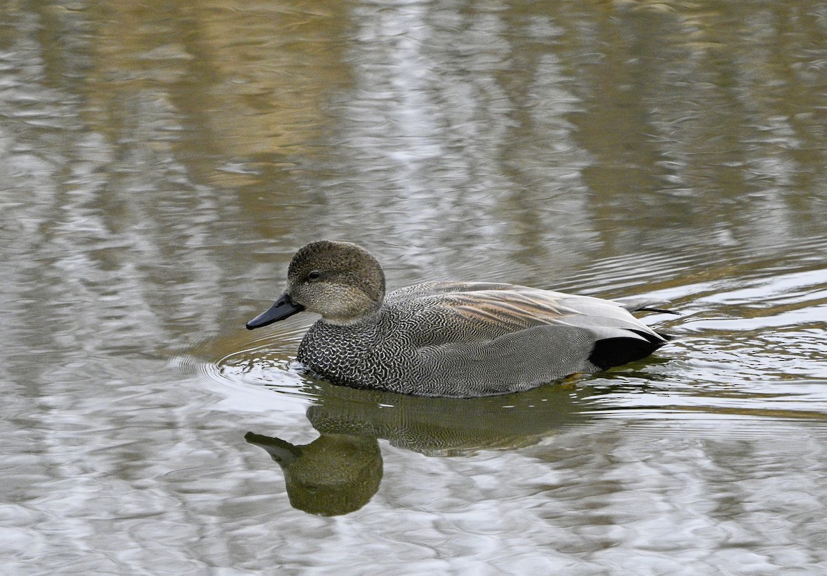 Ánade Friso - ML647234869