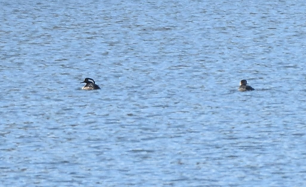 Serreta Capuchona - ML647234870