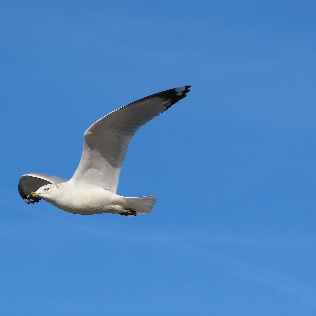 Gaviota de Delaware - ML647234871