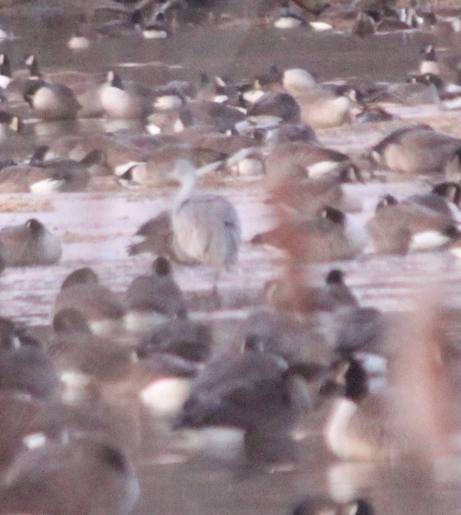 Sandhill Crane - ML647234880