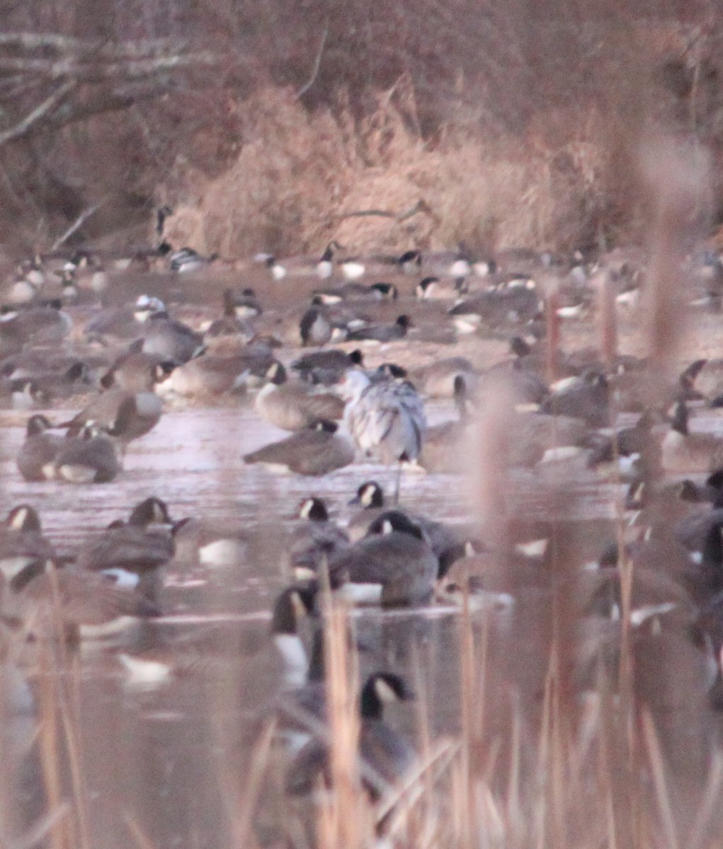 Sandhill Crane - ML647234881