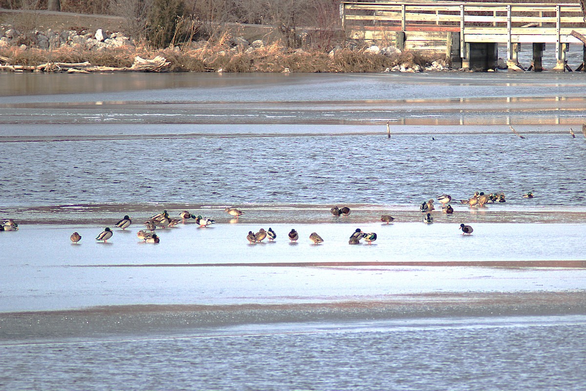 Ánade Azulón - ML647234882