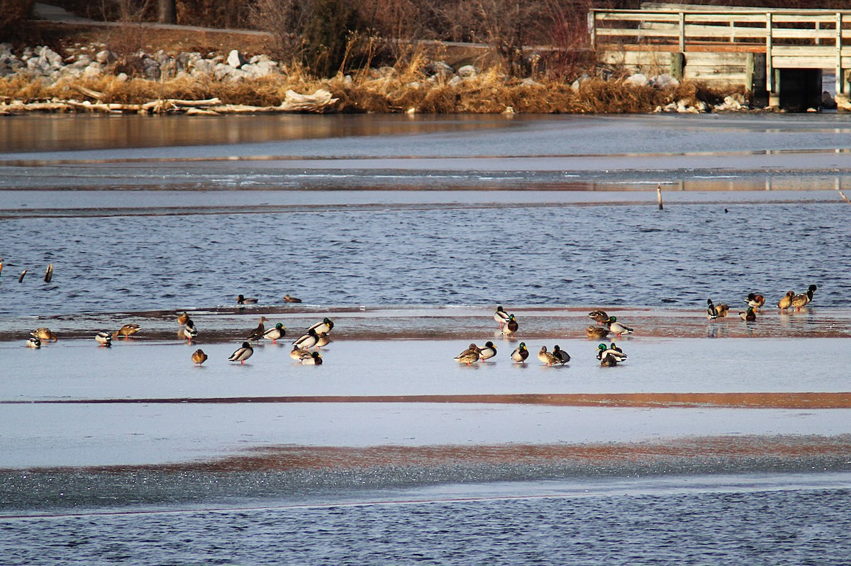 Ánade Azulón - ML647234883