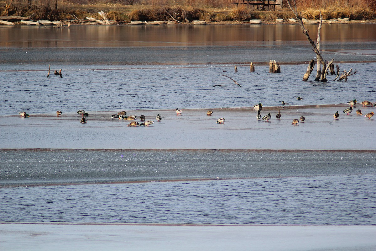 Ánade Azulón - ML647234884