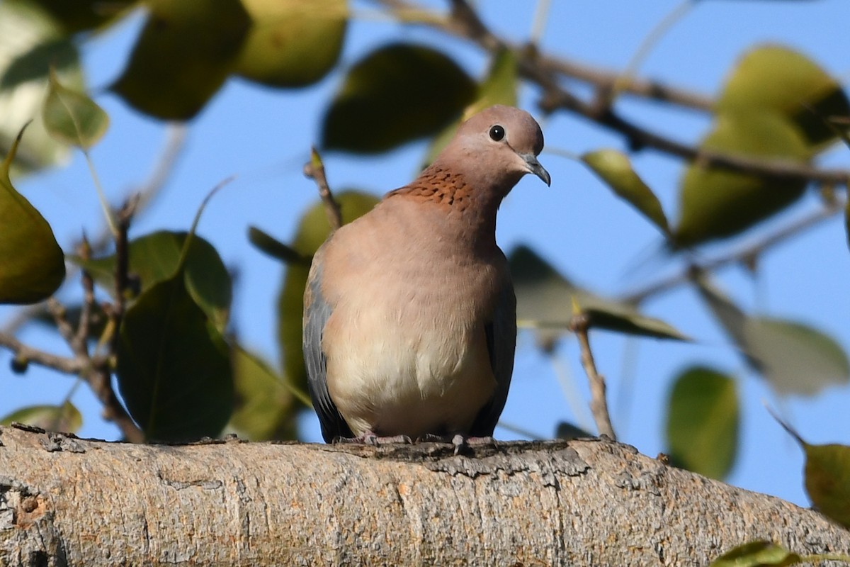 Tórtola Turca - ML647234885