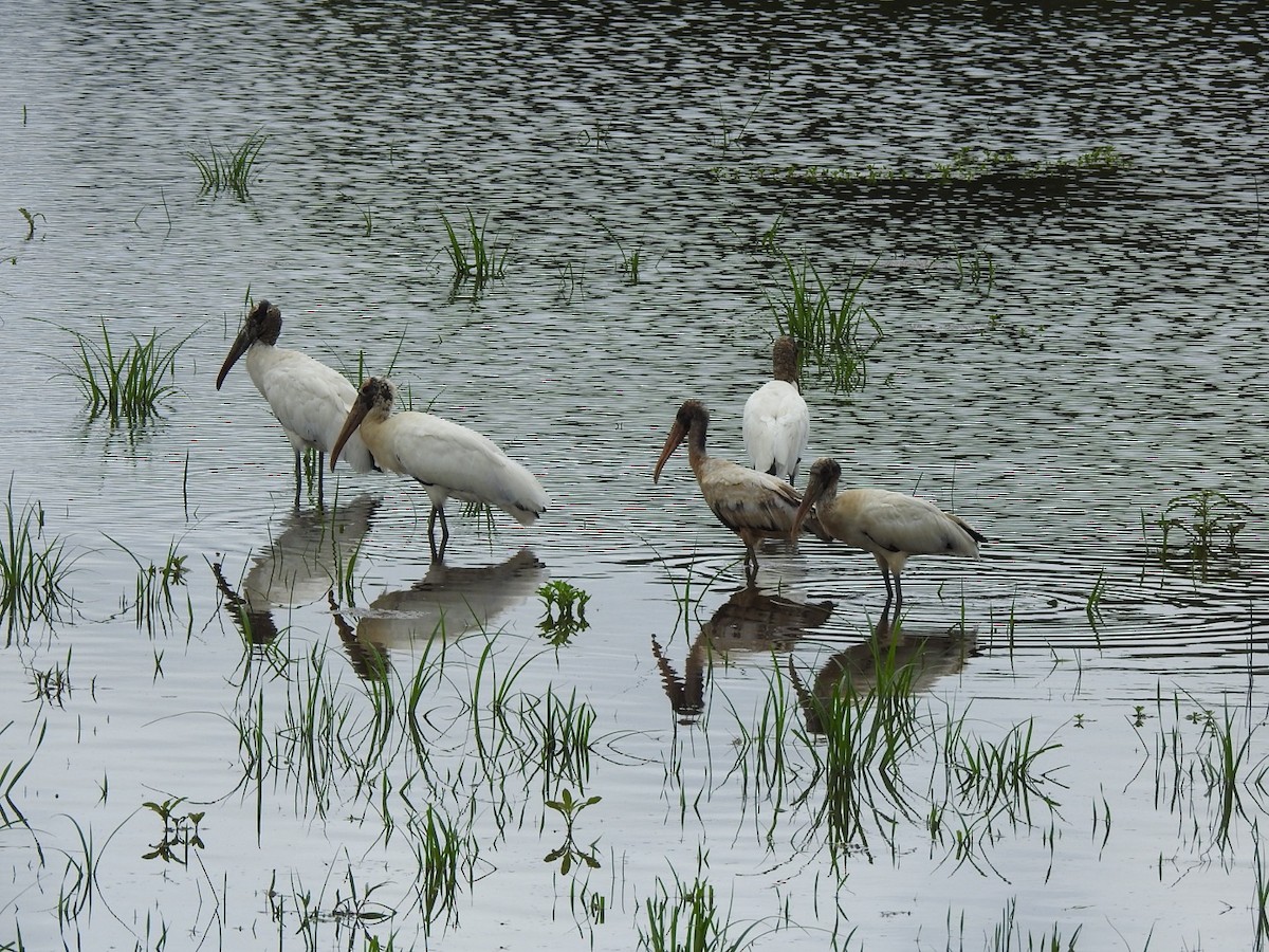 Tántalo Americano - ML647234888