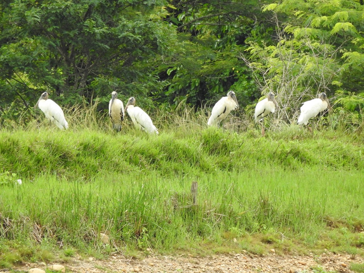 Tántalo Americano - ML647234889