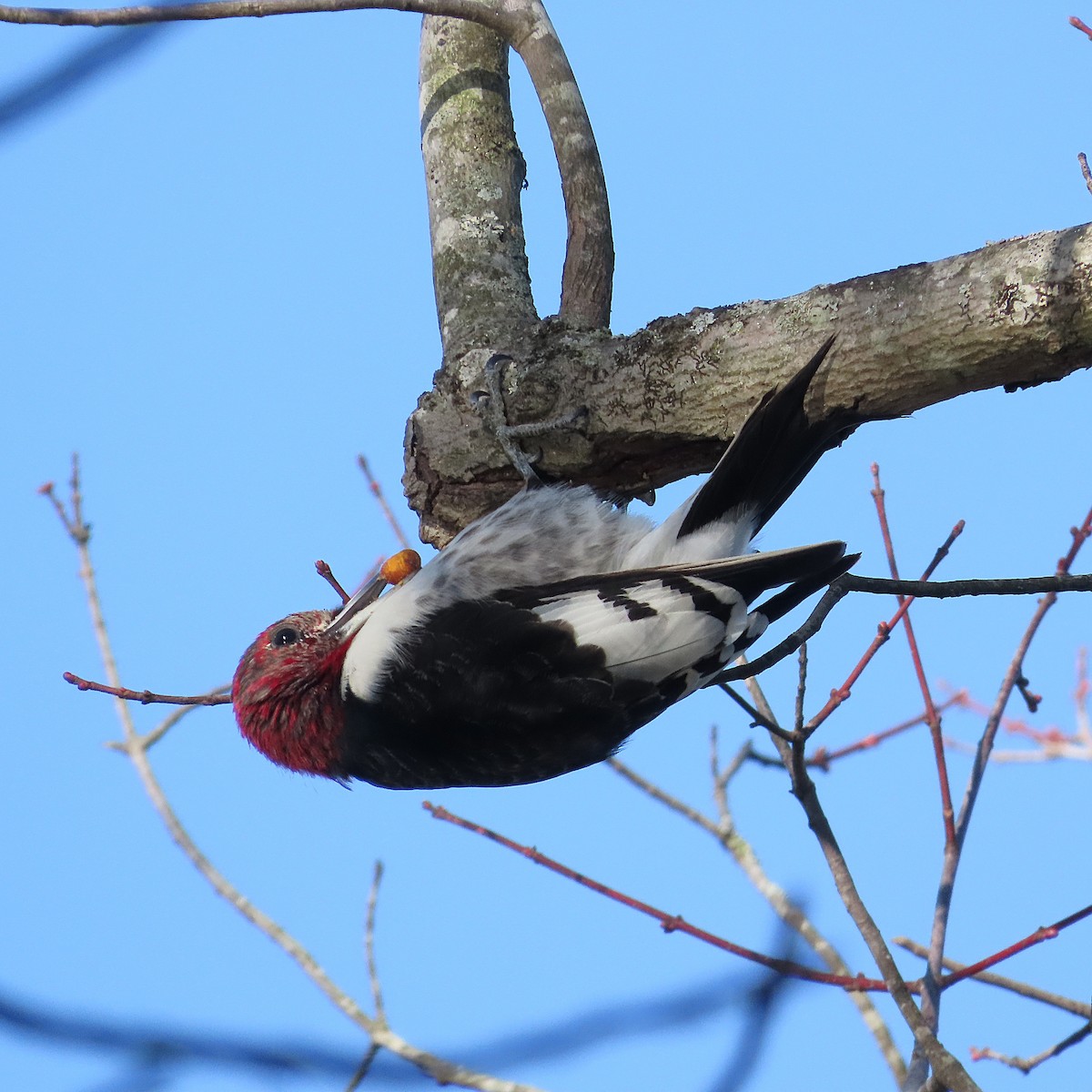 Carpintero Cabecirrojo - ML647234892