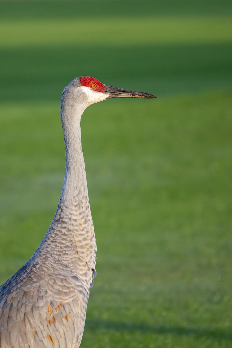 Grulla Canadiense - ML647234893
