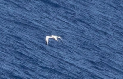 Rabijunco Menor - ML647234894