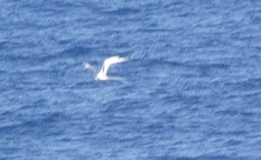 Rabijunco Menor - ML647234895