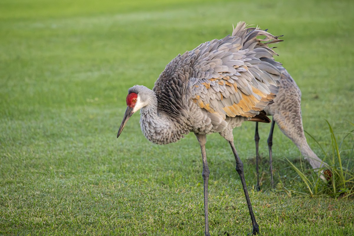 Grulla Canadiense - ML647234897