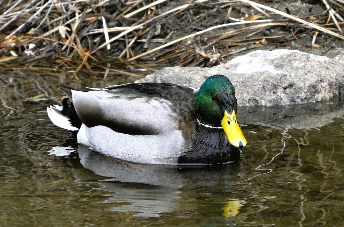 Ánade Azulón - ML647234899