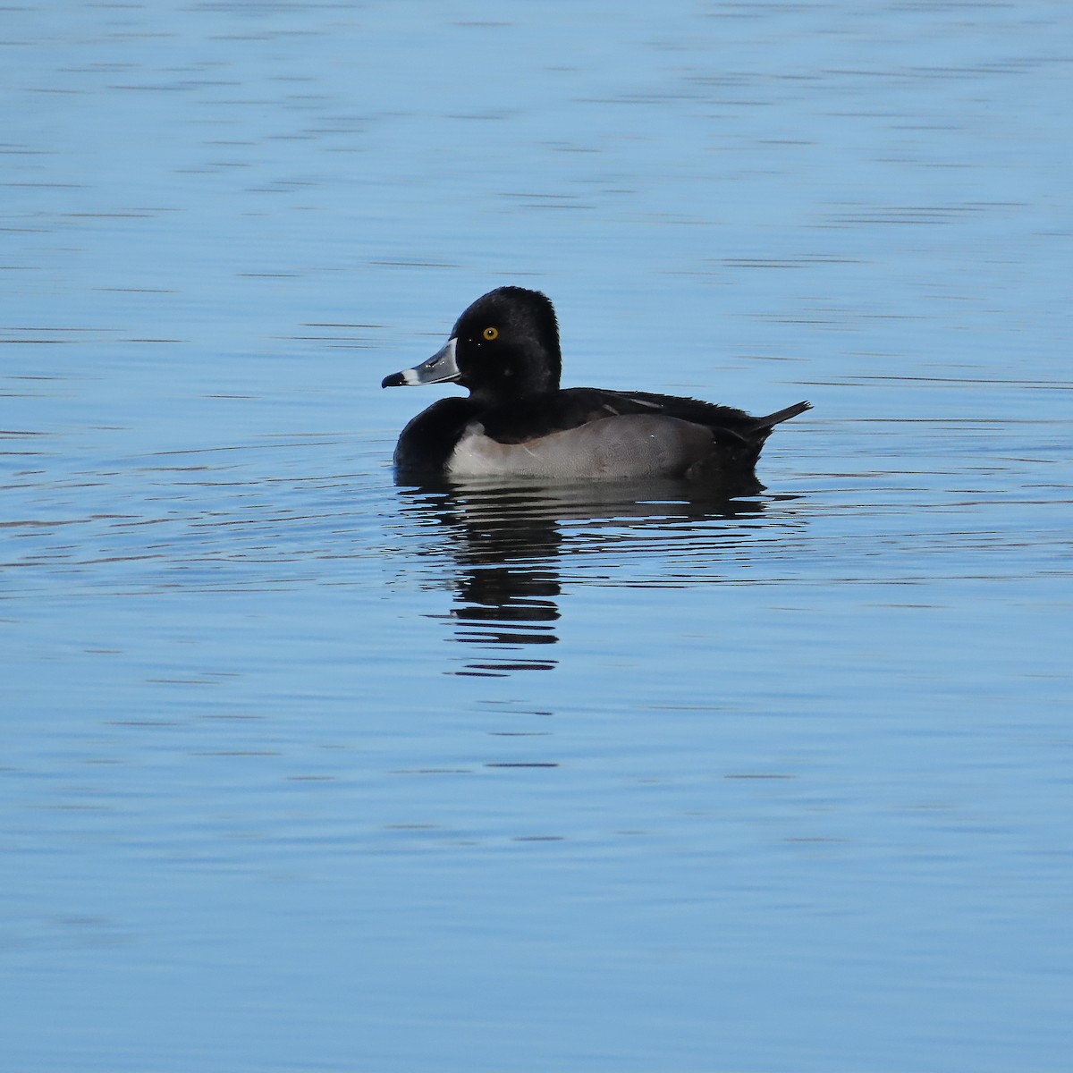 Porrón Acollarado - ML647234902