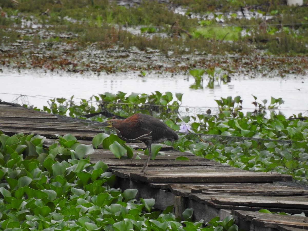 Avetigre Colorada - ML647234904