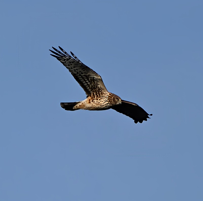 Aguilucho de Hudson - ML647234905