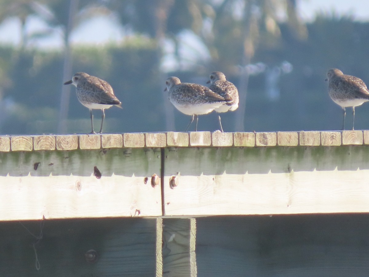 Chorlito Gris - ML647234907