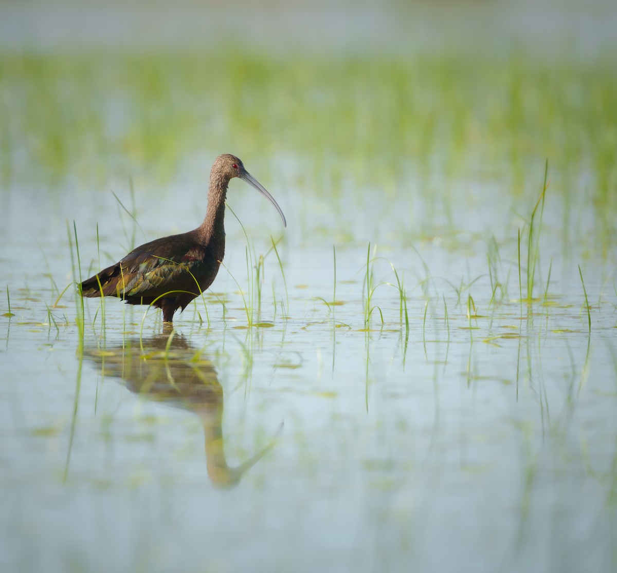 Beltzaran musuzuria - ML647234909