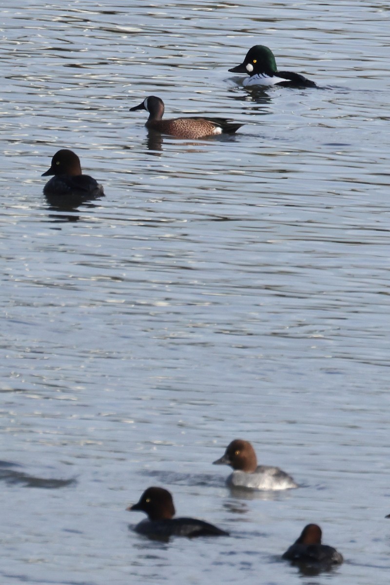 Cerceta Aliazul - ML647234912