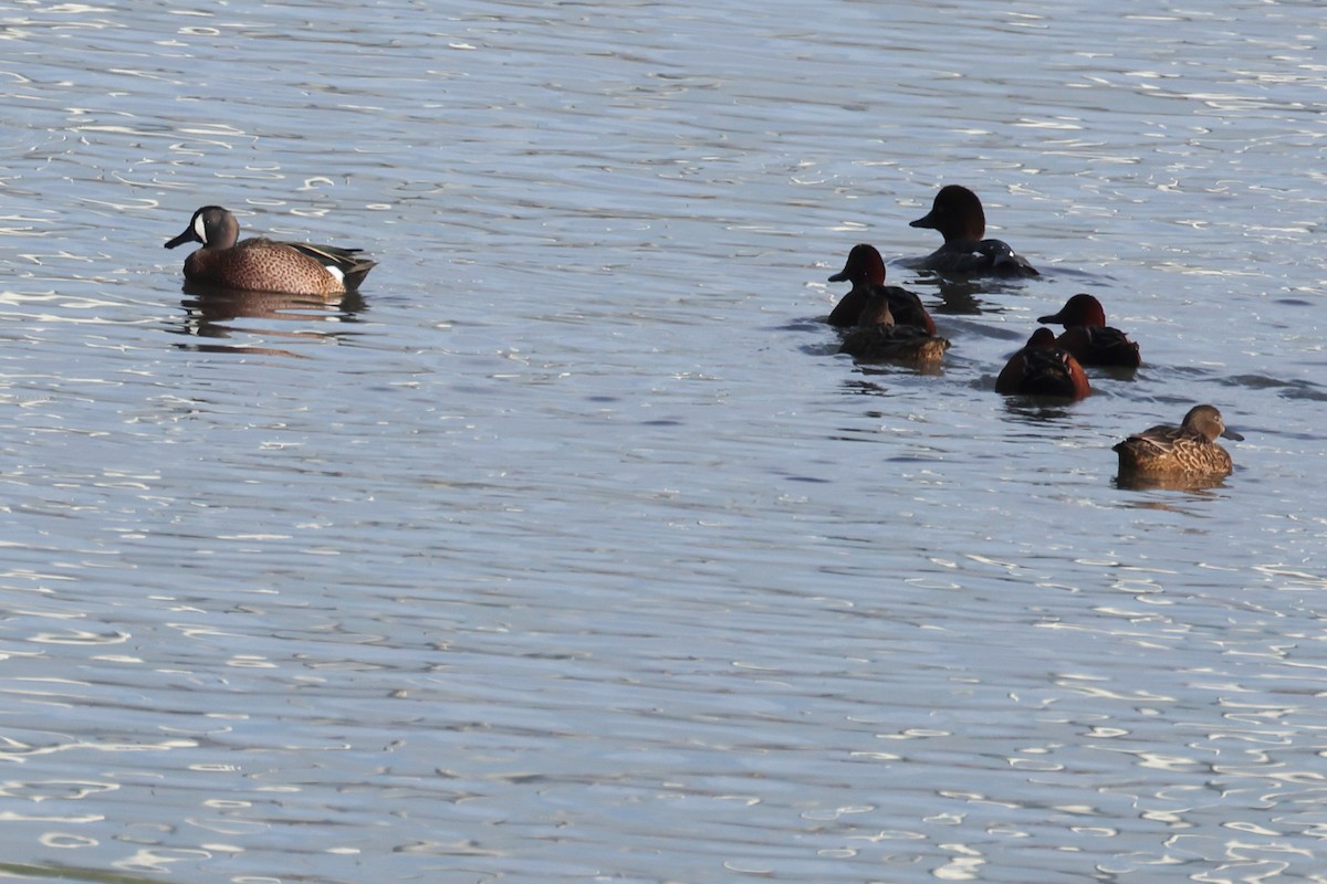 Cerceta Aliazul - ML647234913