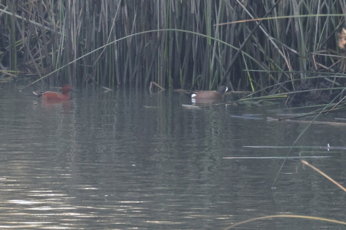 Cerceta Aliazul - ML647234914