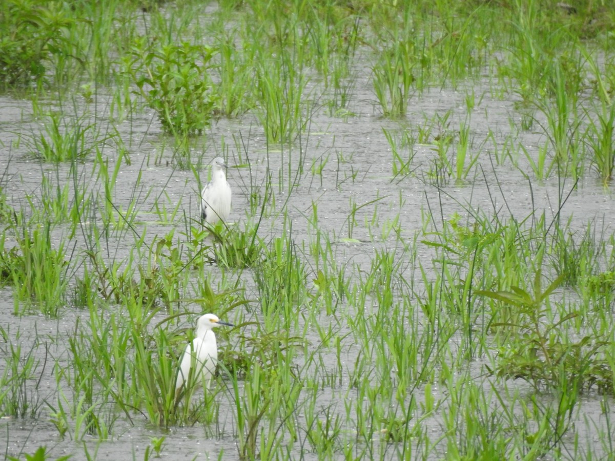 Snowy Egret - ML647234915