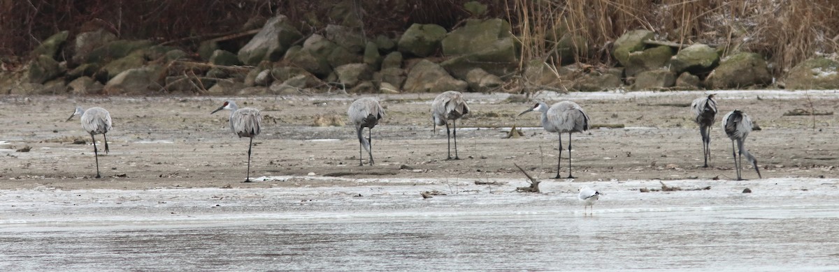 Grulla Canadiense - ML647234917