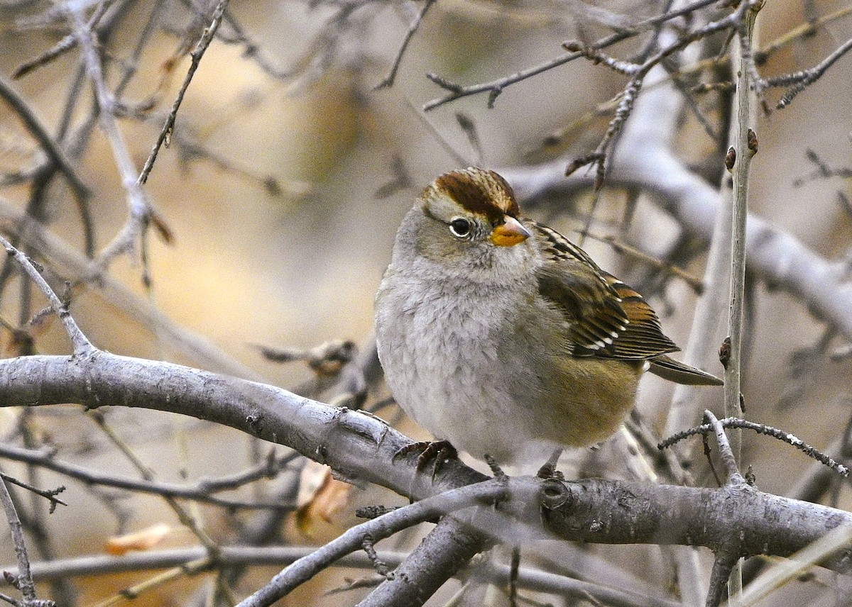 White-crowned Sparrow - ML647234922