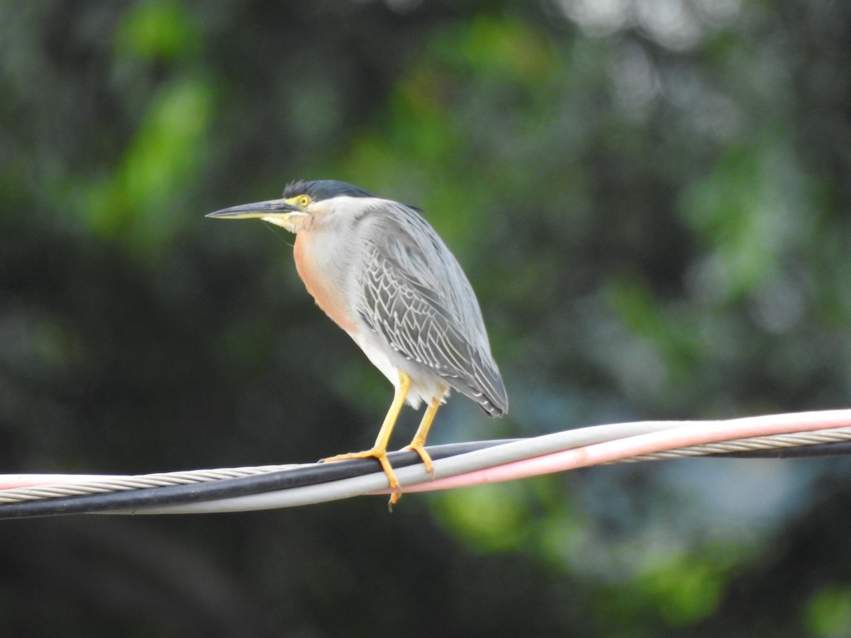 Striated Heron - ML647234925