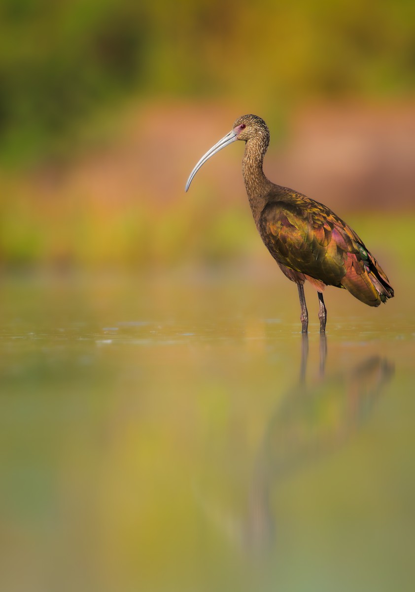 Beltzaran musuzuria - ML647234927