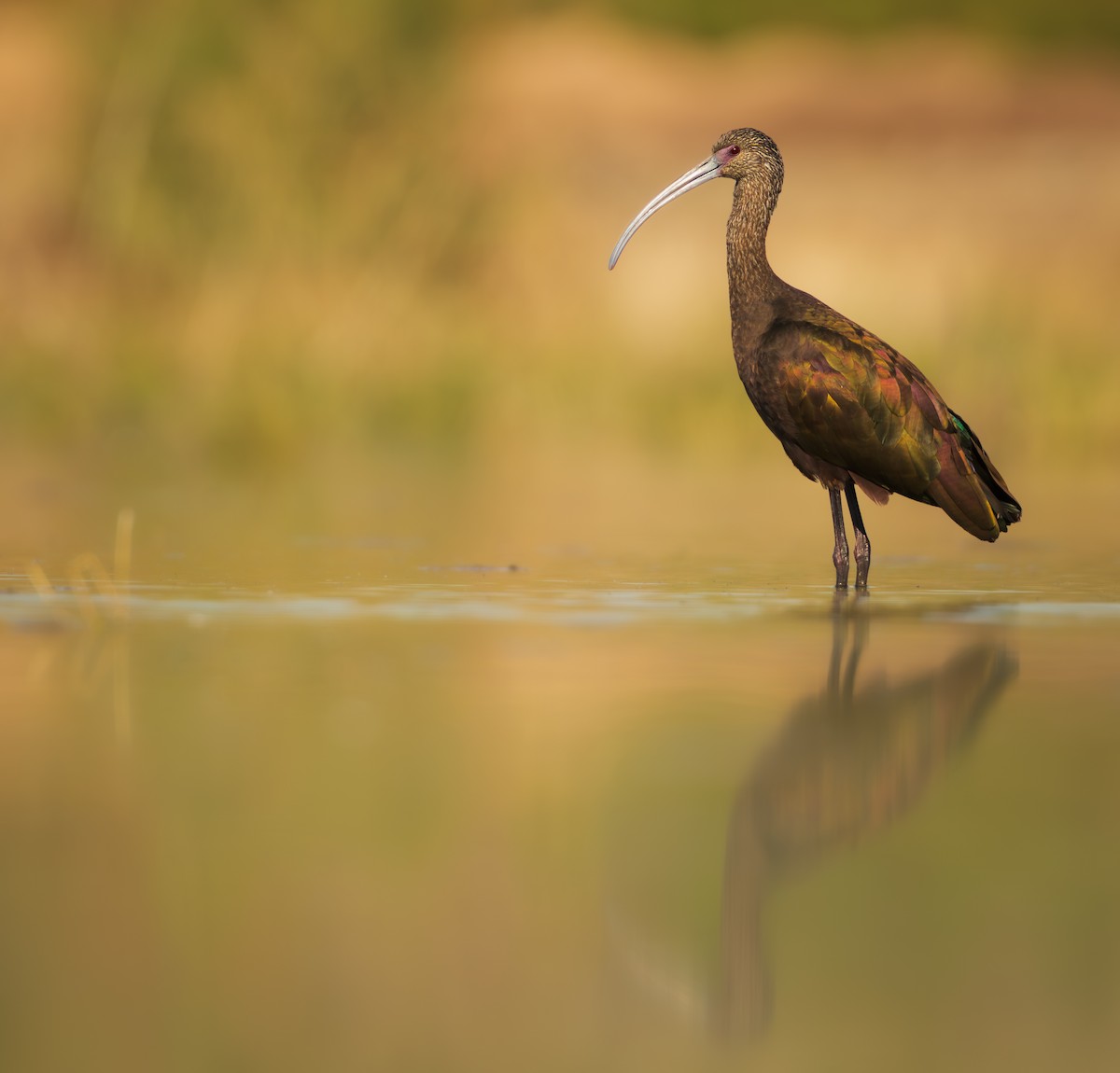 Beltzaran musuzuria - ML647234928