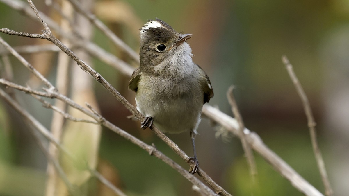 White-crested Elaenia - ML647234933