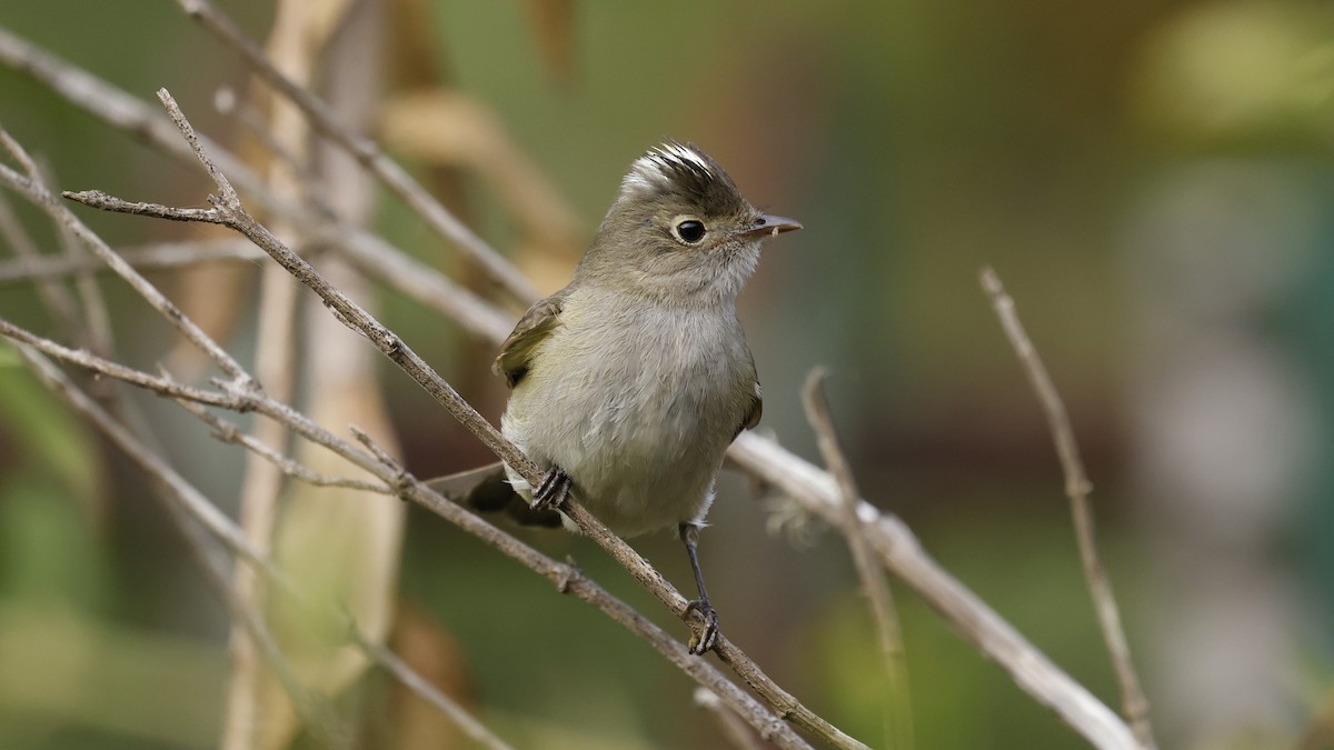 White-crested Elaenia - ML647234934