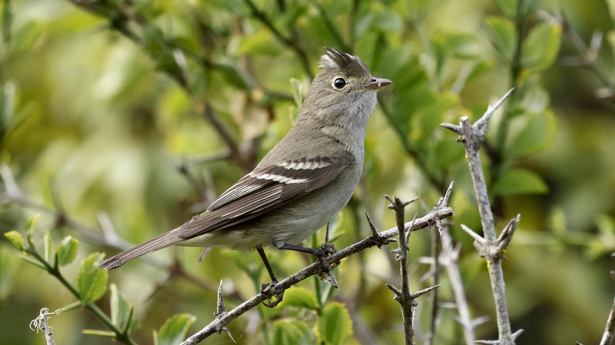 White-crested Elaenia - ML647234935