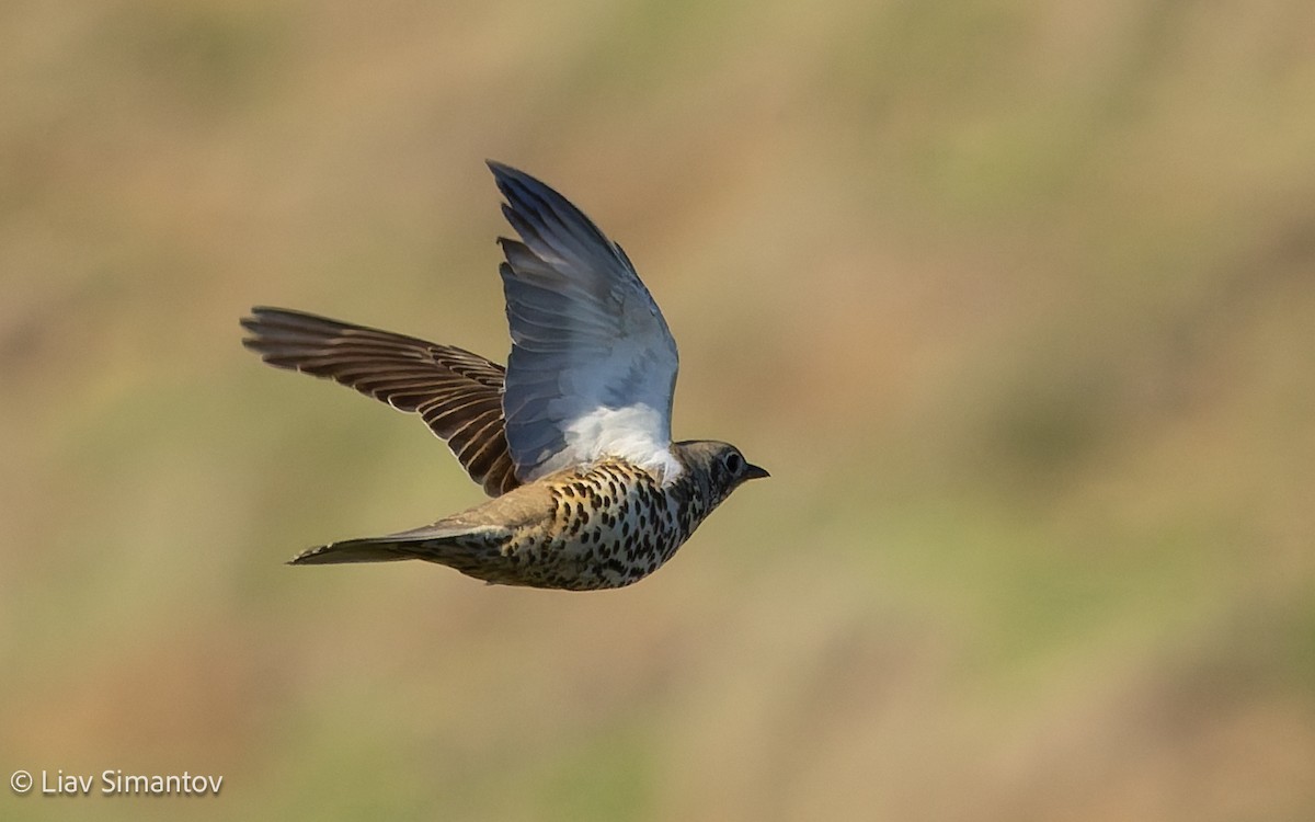 Mistle Thrush - ML647234948