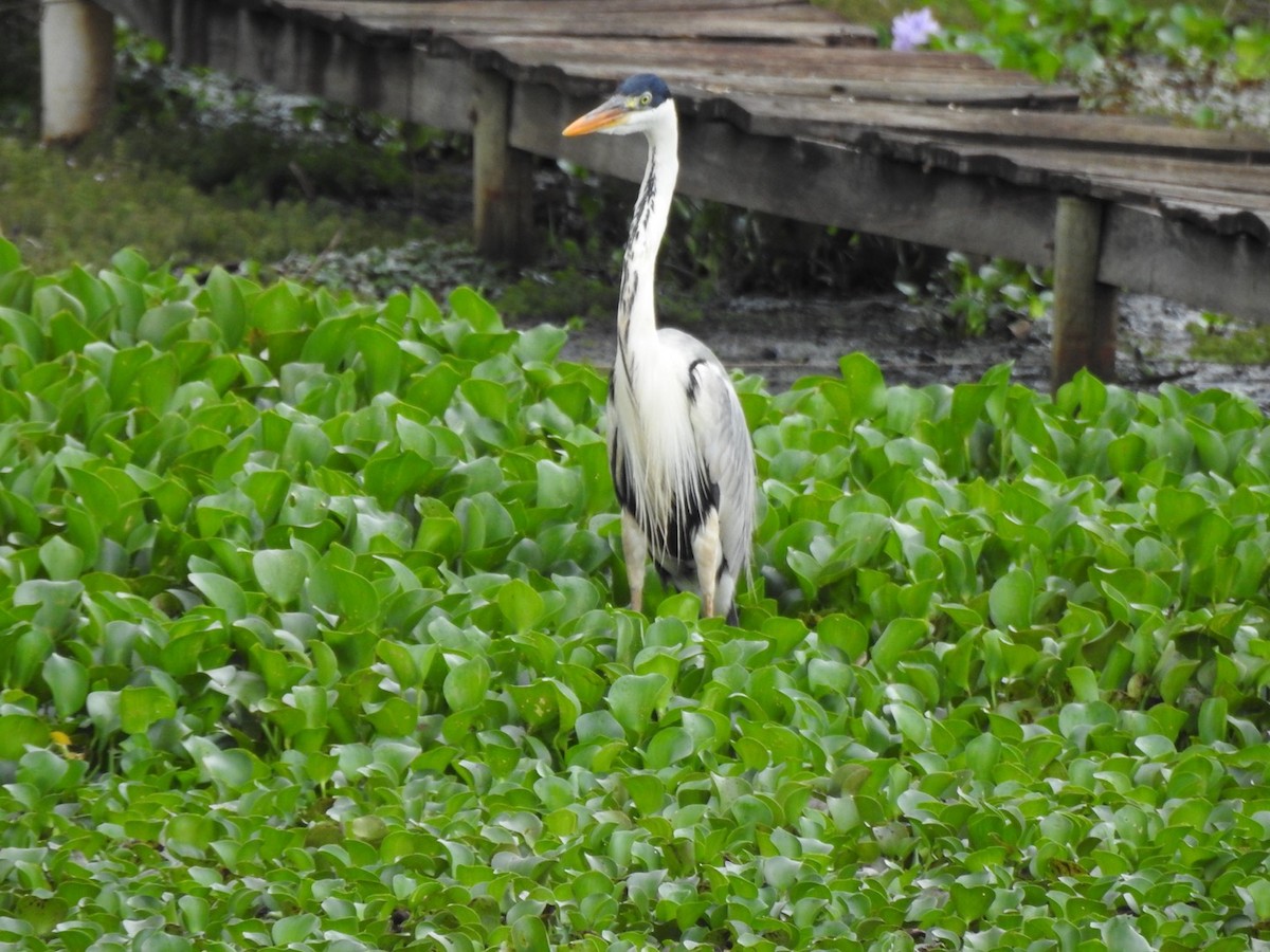 Cocoi Heron - ML647234952