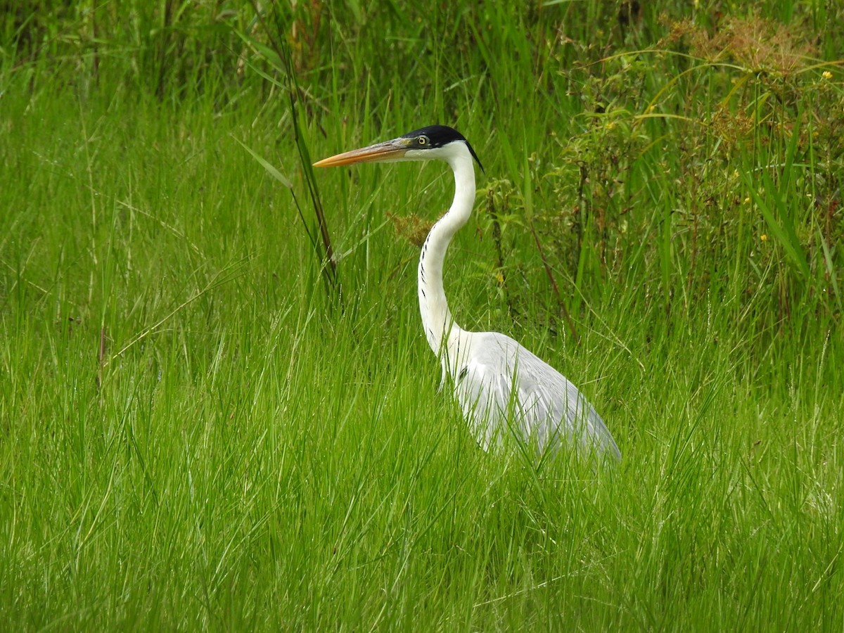 Cocoi Heron - ML647234953