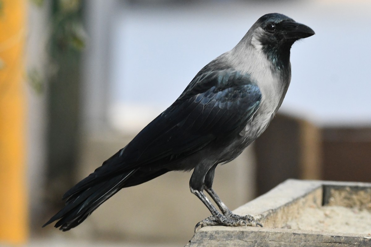 Ворона індійська - ML647234956