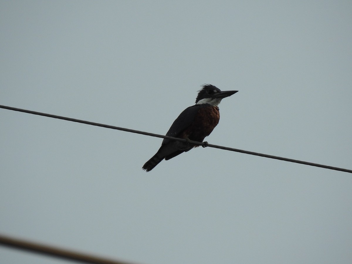 Ringed Kingfisher - ML647234991