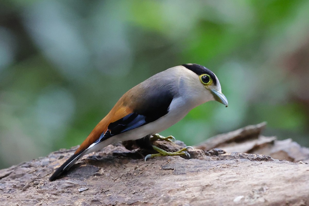 Silver-breasted Broadbill - ML647235006