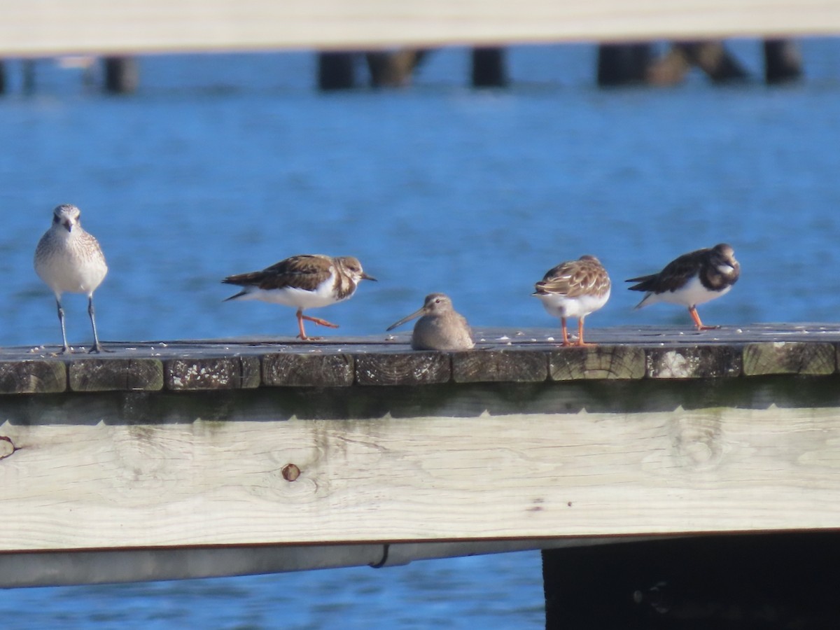 Ruddy Turnstone - ML647235008