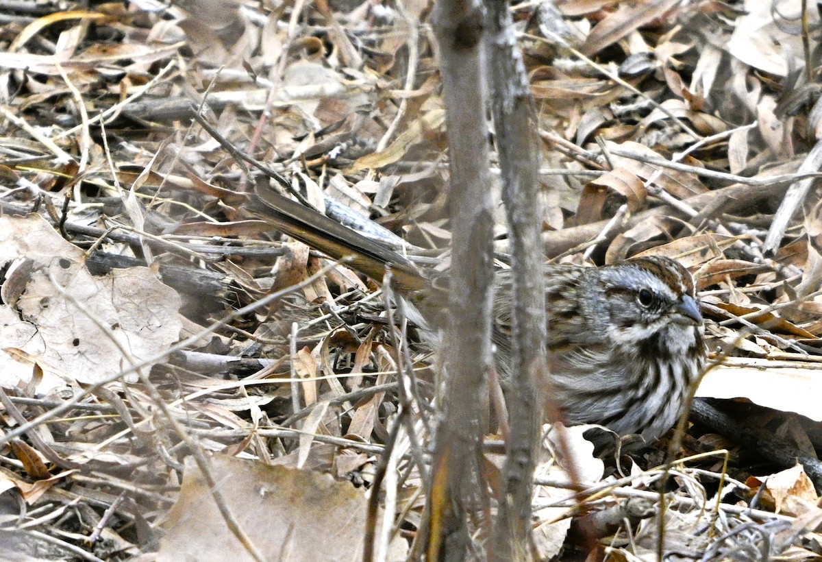Song Sparrow - ML647235010