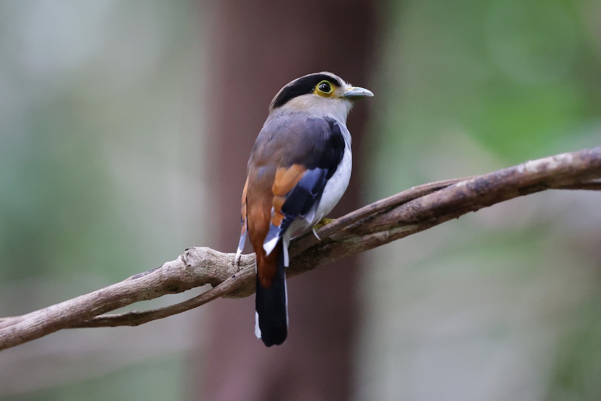 Silver-breasted Broadbill - ML647235018