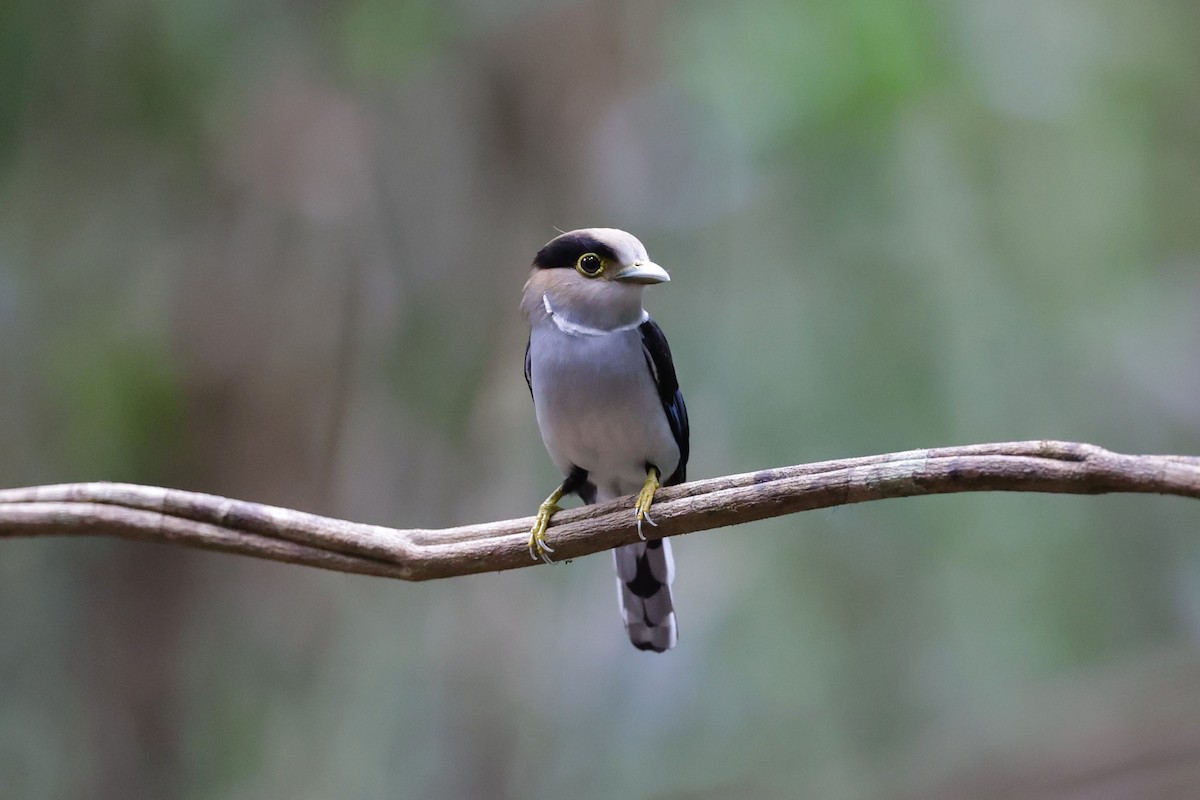 Silver-breasted Broadbill - ML647235021