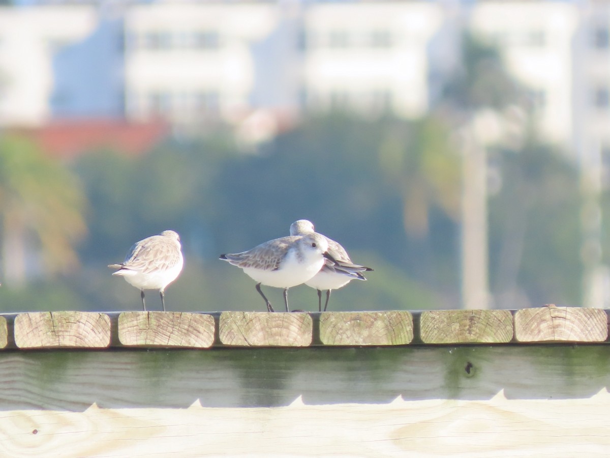 Песчанка - ML647235027