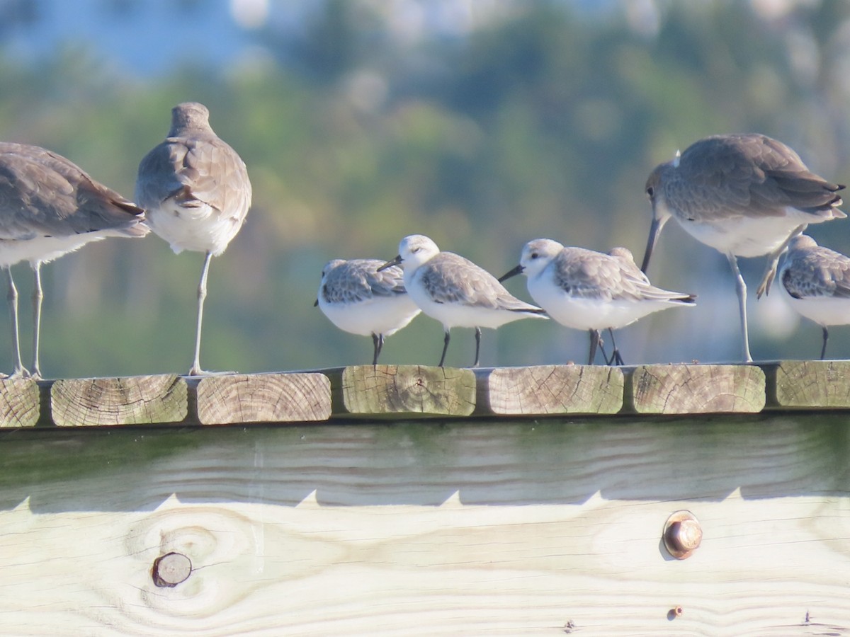 Песчанка - ML647235028