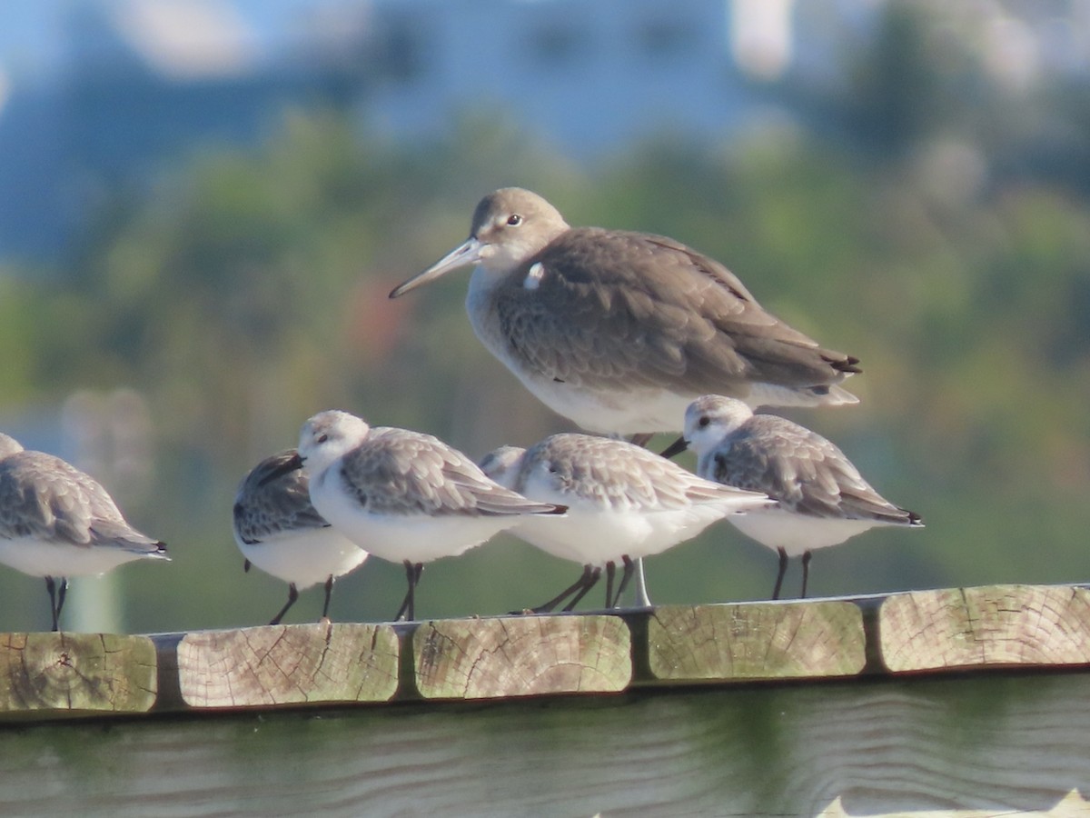 Песчанка - ML647235029