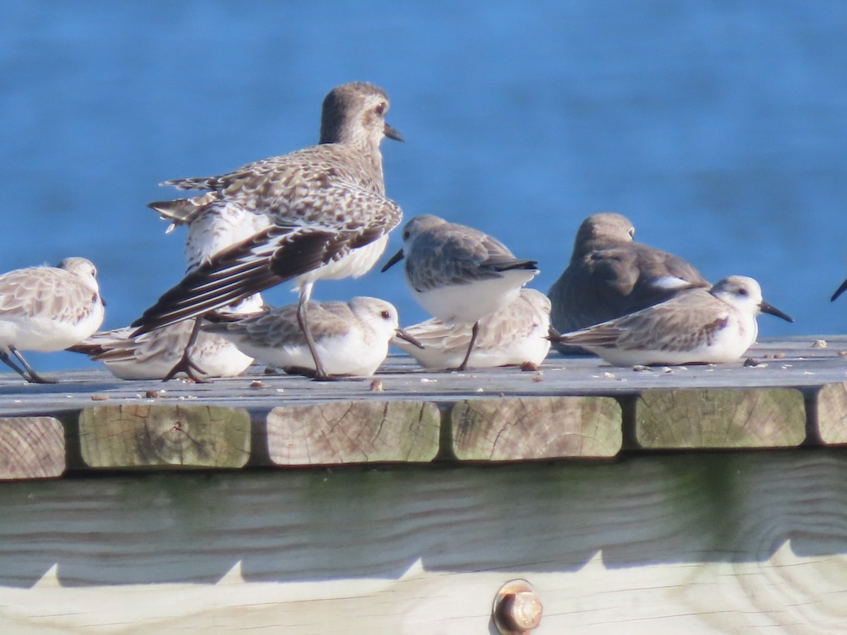 Песчанка - ML647235030