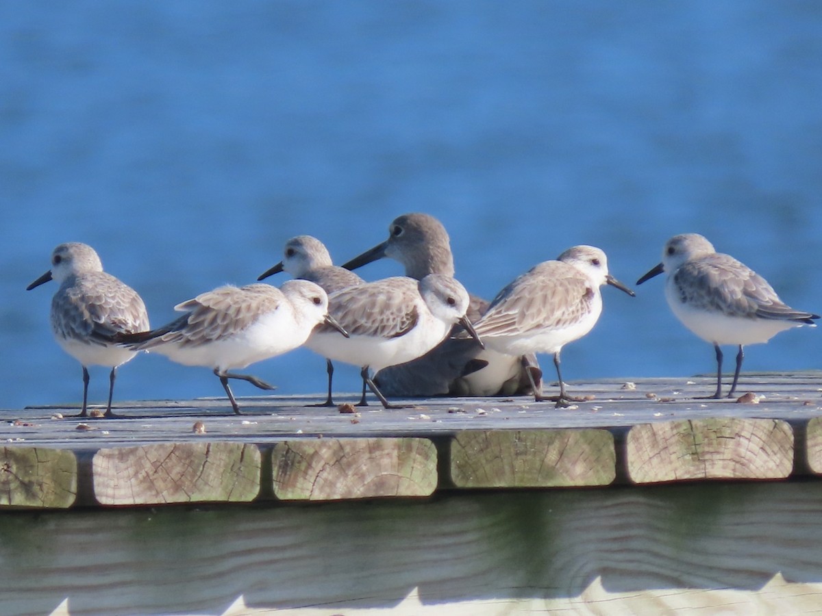 Песчанка - ML647235031